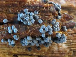 Attēlu rezultāti vaicājumam “Badhamia sp.”