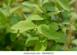 Attēlu rezultāti vaicājumam “Lonicera caerulea var. pallasii”