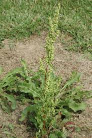 Attēlu rezultāti vaicājumam “Rumex crispus leaf”