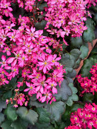 Attēlu rezultāti vaicājumam “Saxifraga cymbalaria flower”