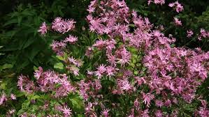 Image result for Lychnis flos-cuculi