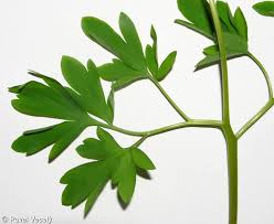 Attēlu rezultāti vaicājumam “Corydalis cava”