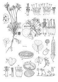 Attēlu rezultāti vaicājumam “Oxalis corniculata fruit”