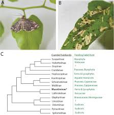 Attēlu rezultāti vaicājumam “Mecyna flavalis”