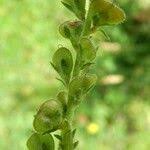 Attēlu rezultāti vaicājumam “Veronica officinalis fruit”