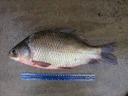 Image result for Ictiobus bubalus