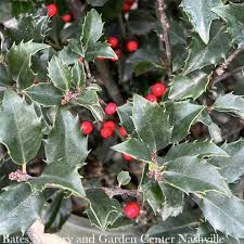 Attēlu rezultāti vaicājumam “Ilex x meserveae”