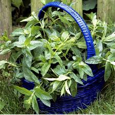 Attēlu rezultāti vaicājumam “Mentha x piperita”