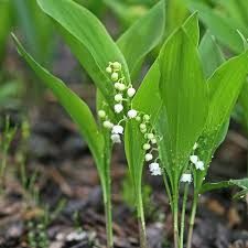 Attēlu rezultāti vaicājumam “Convallaria majalis leaf”