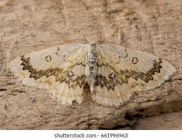 Attēlu rezultāti vaicājumam “Cyclophora annularia”