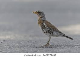 Attēlu rezultāti vaicājumam “Turdus pilaris”