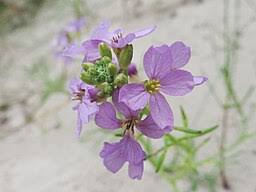 Attēlu rezultāti vaicājumam “Cakile maritima subsp. baltica flower”