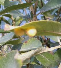 Attēlu rezultāti vaicājumam “Euura pedunculi”