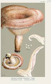 Attēlu rezultāti vaicājumam “Lactarius torminosus”