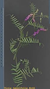 Attēlu rezultāti vaicājumam “Vicia tenuifolia”