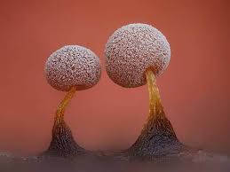 Attēlu rezultāti vaicājumam “Didymium minus macro”