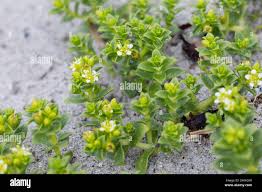 Attēlu rezultāti vaicājumam “Honckenya peploides bud”