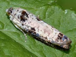 Attēlu rezultāti vaicājumam “Hedya salicella”