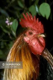 Attēlu rezultāti vaicājumam “Gallus male”