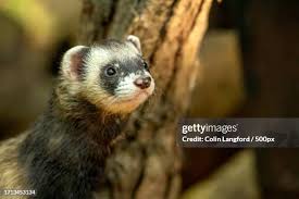 Attēlu rezultāti vaicājumam “Mustela putorius”