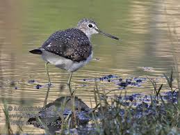 Attēlu rezultāti vaicājumam “Tringa ochropus”