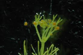 Attēlu rezultāti vaicājumam “Nitella flexilis”