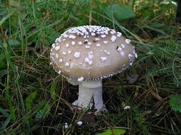 Attēlu rezultāti vaicājumam “Amanita pantherina”