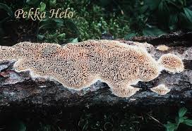 Attēlu rezultāti vaicājumam “Antrodia mellita”