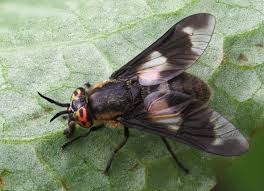 Attēlu rezultāti vaicājumam “Chrysops”