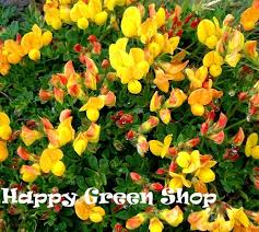 Attēlu rezultāti vaicājumam “Lotus corniculatus”