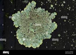 Attēlu rezultāti vaicājumam “Punctelia subrudecta”