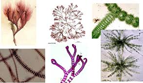 Attēlu rezultāti vaicājumam “Rhodophyta”