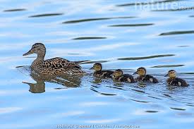 Attēlu rezultāti vaicājumam “Anas strepera”