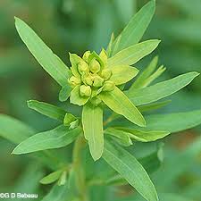 Attēlu rezultāti vaicājumam “Euphorbia virgata flower”
