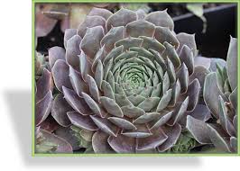 Image result for echtes Hauswurz