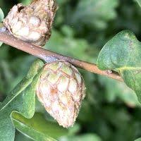 Attēlu rezultāti vaicājumam “Andricus quercuscorticis”