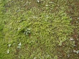 Attēlu rezultāti vaicājumam “Abietinella abietina var. hystricosa”