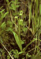 Attēlu rezultāti vaicājumam “Liparis loeselii leaf”