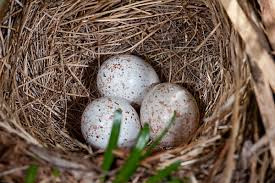 Attēlu rezultāti vaicājumam “Tetrastes bonasia eggs”