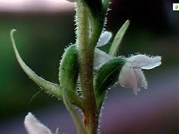 Attēlu rezultāti vaicājumam “Goodyera repens bud”