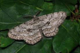 Attēlu rezultāti vaicājumam “Hypomecis roboraria”