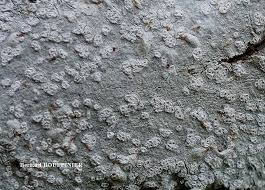 Attēlu rezultāti vaicājumam “Phlyctis agelaea”