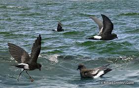 Image result for Oceanites oceanicus