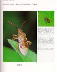 Attēlu rezultāti vaicājumam “Rhopalus maculatus”