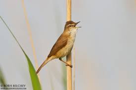 Image result for Acrocephalus agricola