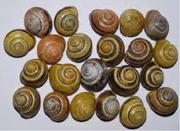 Attēlu rezultāti vaicājumam “Cepaea nemoralis”