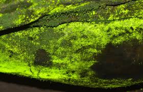 Attēlu rezultāti vaicājumam “Schistostega pennata”