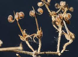 Attēlu rezultāti vaicājumam “Geranium dissectum fruit”