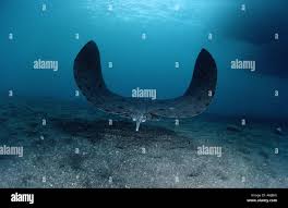 Image result for Gymnura altavela