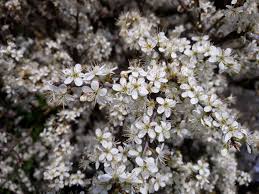 Attēlu rezultāti vaicājumam “Prunus spinosa”